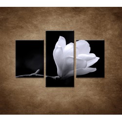 Obrazy na stenu - Kvet magnólie - 3dielny 90x60cm