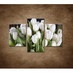 Obrazy na stenu - Biele tulipány - 3dielny 90x60cm