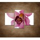 Obrazy na stenu - Orchidea - detail - 3dielny 90x60cm