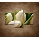 Obrazy na stenu - Kytica tulipánov - detail - 3dielny 90x60cm