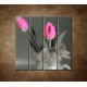 Obrazy na stenu - Ružové tulipány - 4dielny 120x120cm