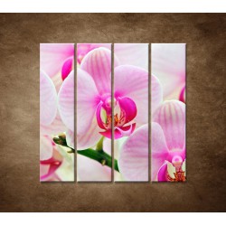 Obrazy na stenu - Ružová orchidea - 4dielny 120x120cm