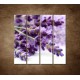 Obrazy na stenu - Kvet levandule - 4dielny 120x120cm