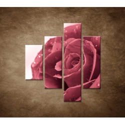 Obrazy na stenu - Ruža s rosou - 4dielny 80x90cm
