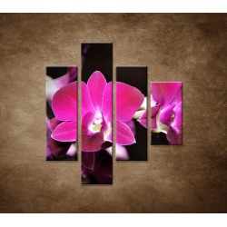 Obrazy na stenu - Ružová orchidea na čiernom pozadí - 4dielny 80x90cm