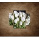Obrazy na stenu - Biele tulipány - 4dielny 100x90cm