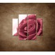 Obrazy na stenu - Ruža s rosou - 4dielny 100x90cm