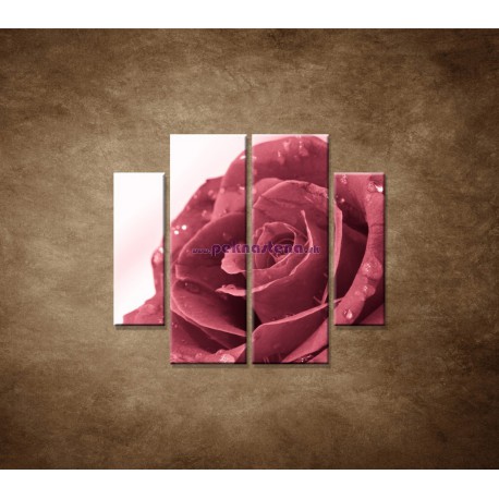Obrazy na stenu - Ruža s rosou - 4dielny 100x90cm