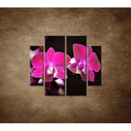 Obrazy na stenu - Ružová orchidea na čiernom pozadí - 4dielny 100x90cm