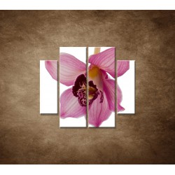 Obrazy na stenu - Orchidea - detail - 4dielny 100x90cm