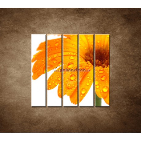 Obrazy na stenu - Oranžová gerbera - 5dielny 100x100cm